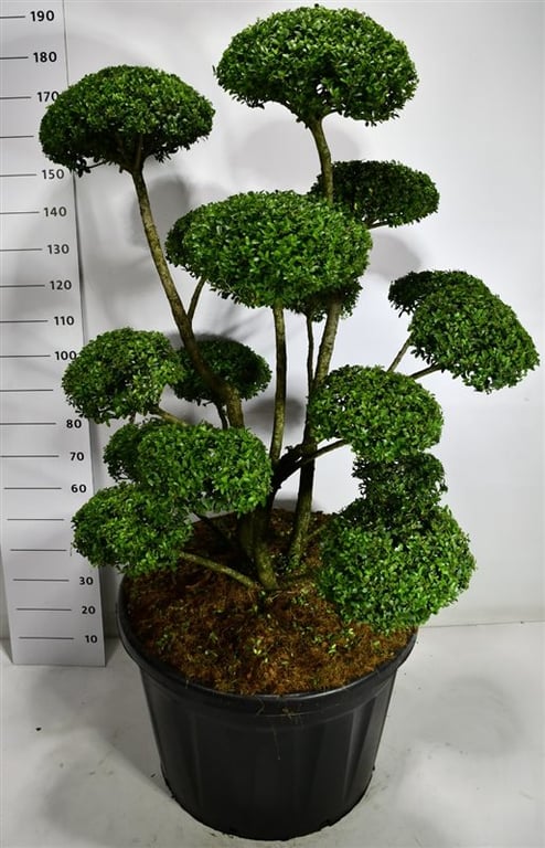 Ilex mix 200cm 80cm Pot