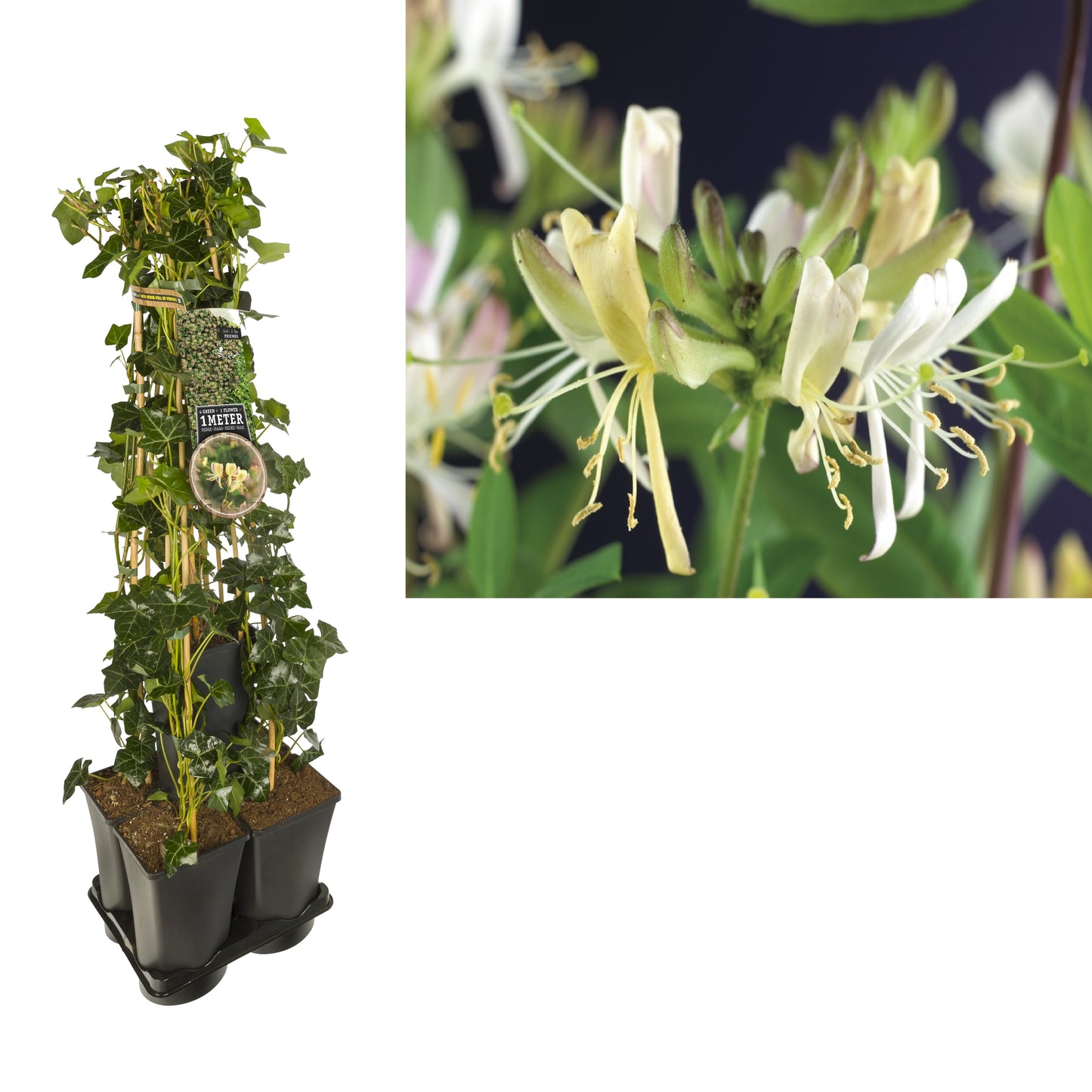 Climbers Mix 95cm 17cm Pot