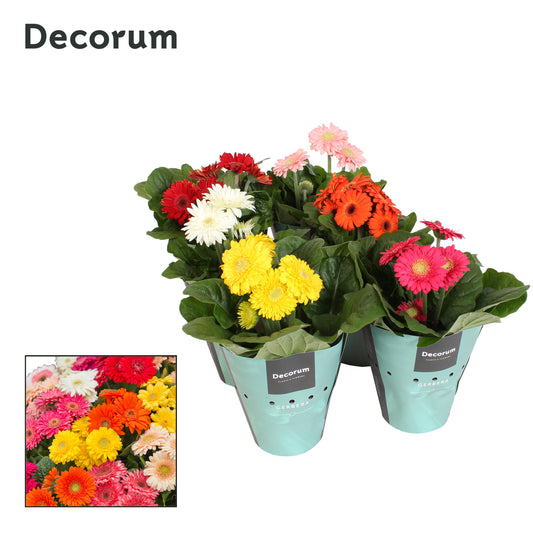 Gerbera Sundayz mix 25cm 12cm Pot