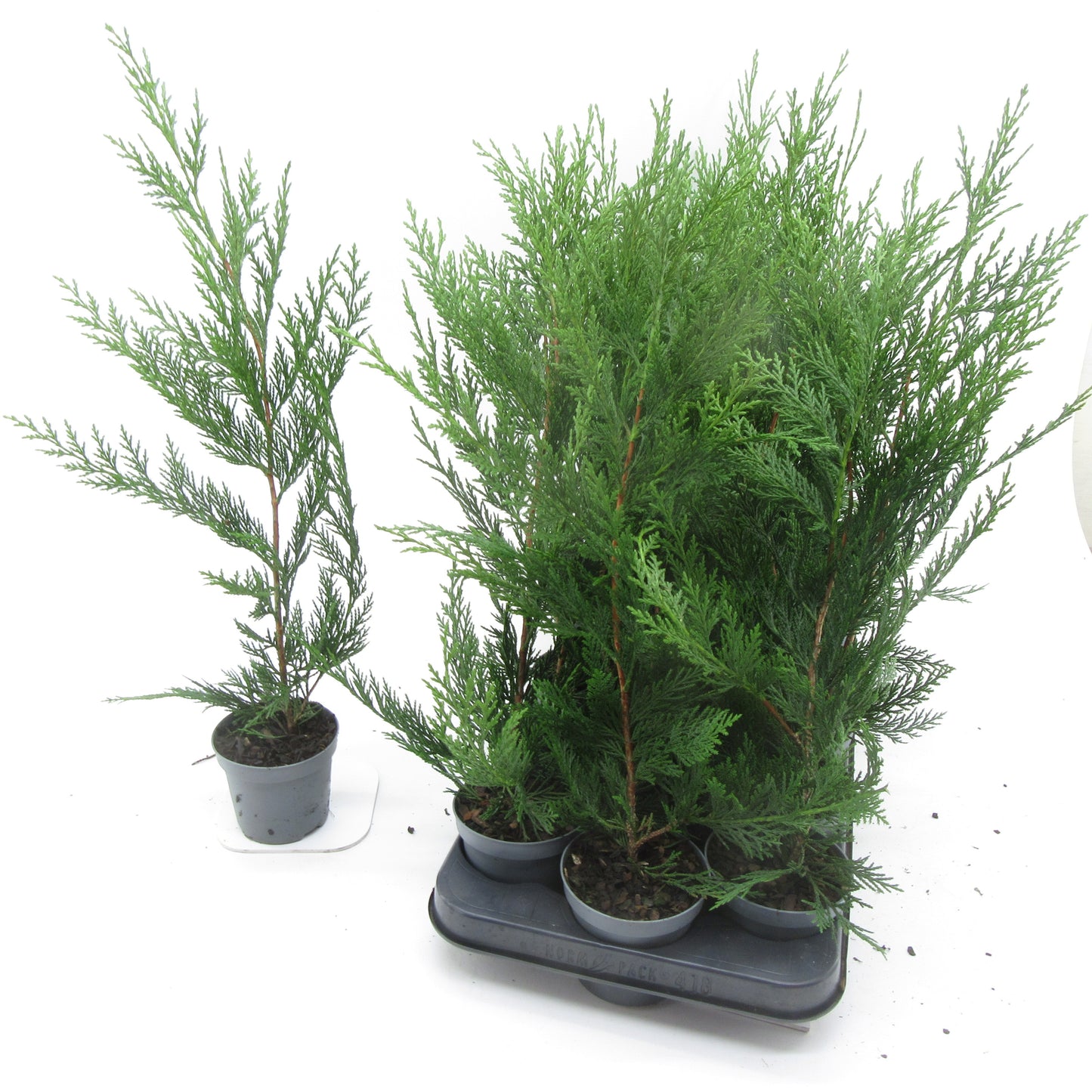 Cupressocyparis leylandii 40cm 9cm Pot