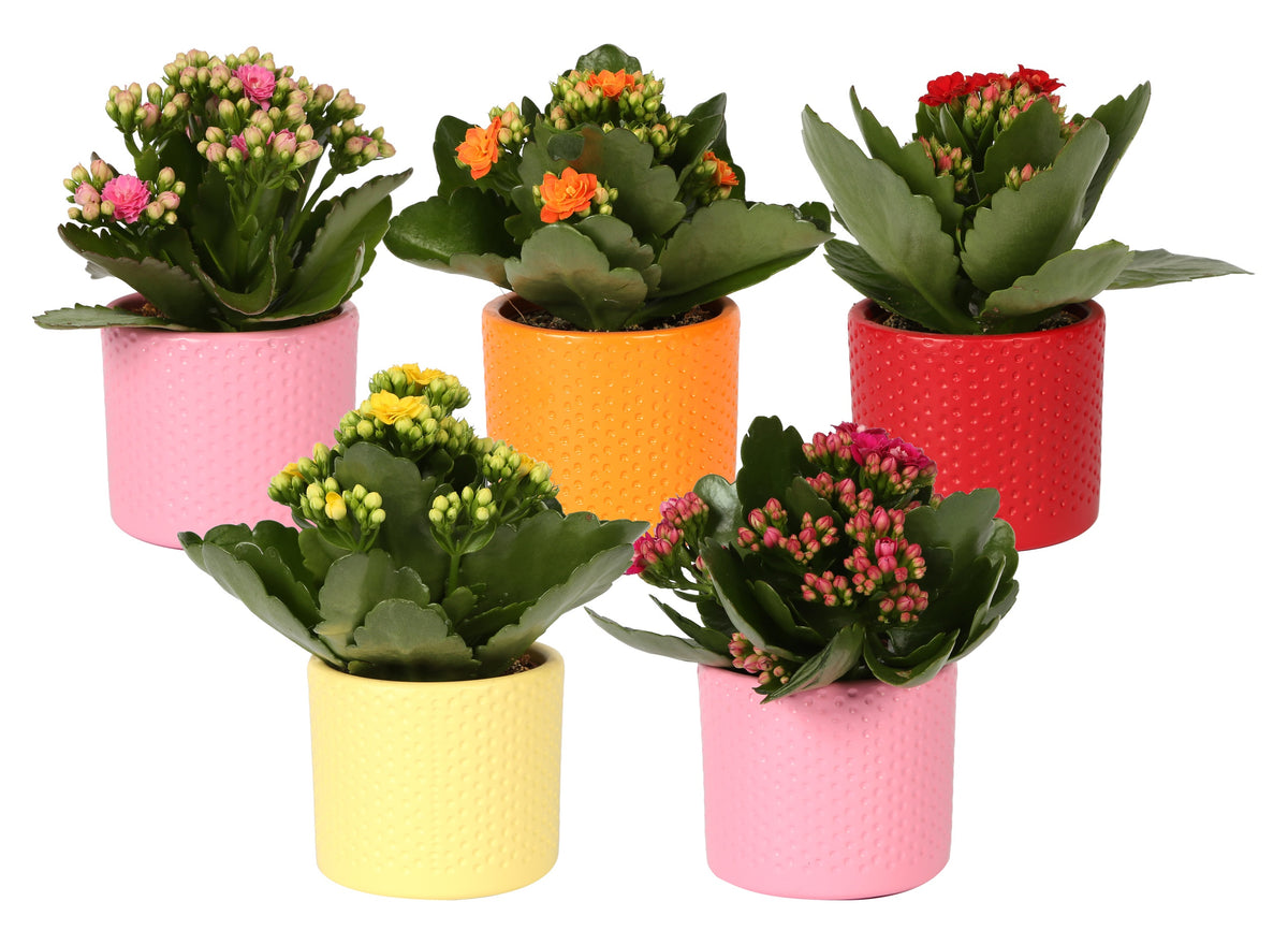 Kalanchoe Rosalina mix 15cm 7cm Pot