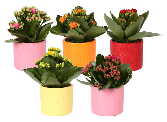 Kalanchoe Rosalina mix 15cm 7cm Pot