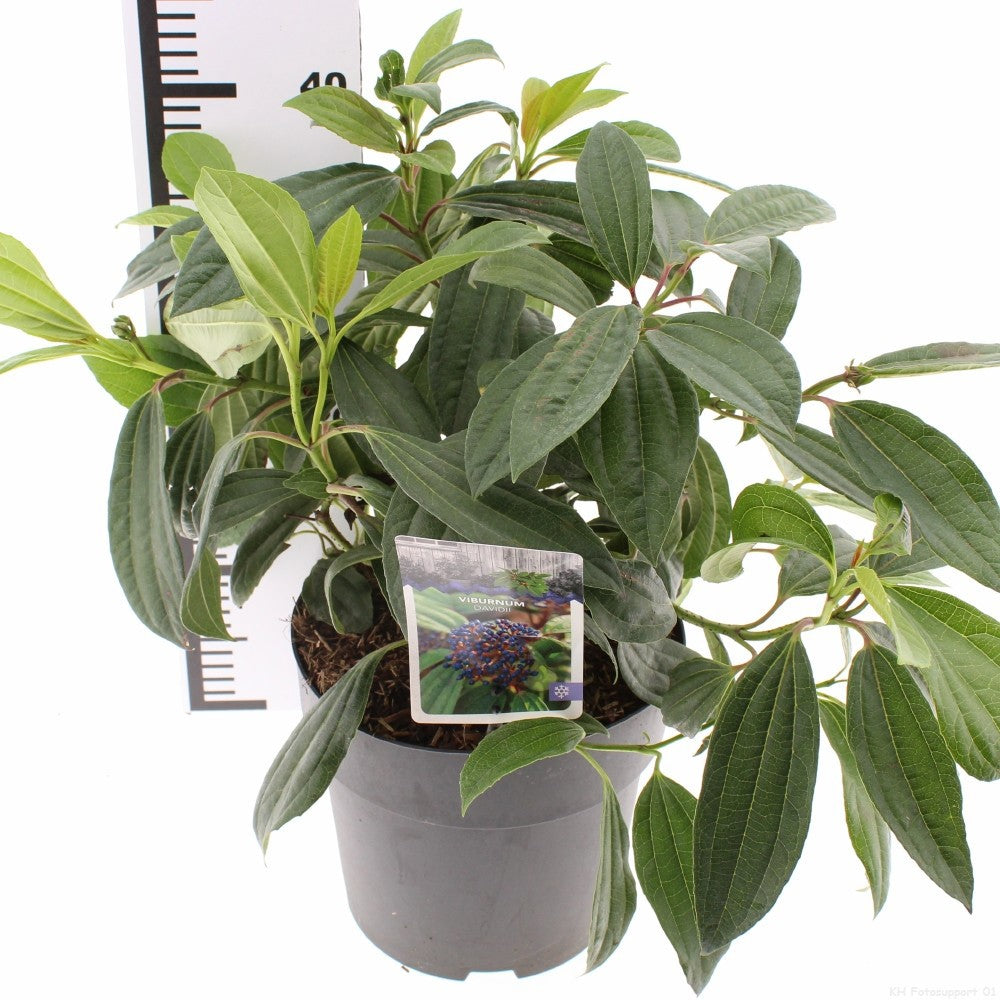 Snepvangers Tuinplanten Viburnum davidii Pack of 1