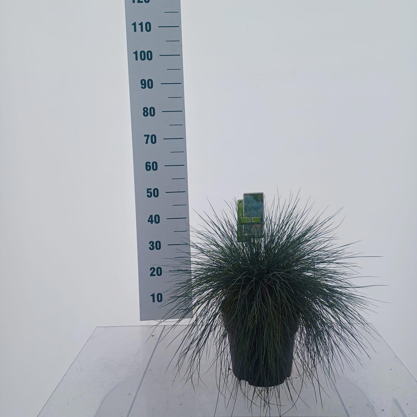 Festuca Elijah Blue 40cm 23cm Pot