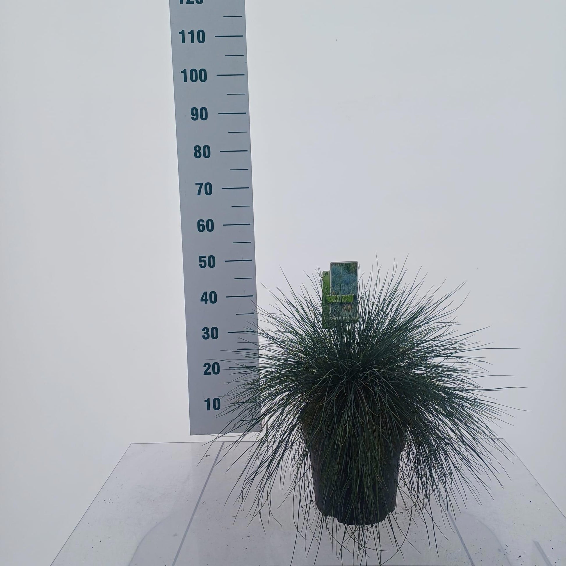 Festuca Elijah Blue 40cm 23cm Pot