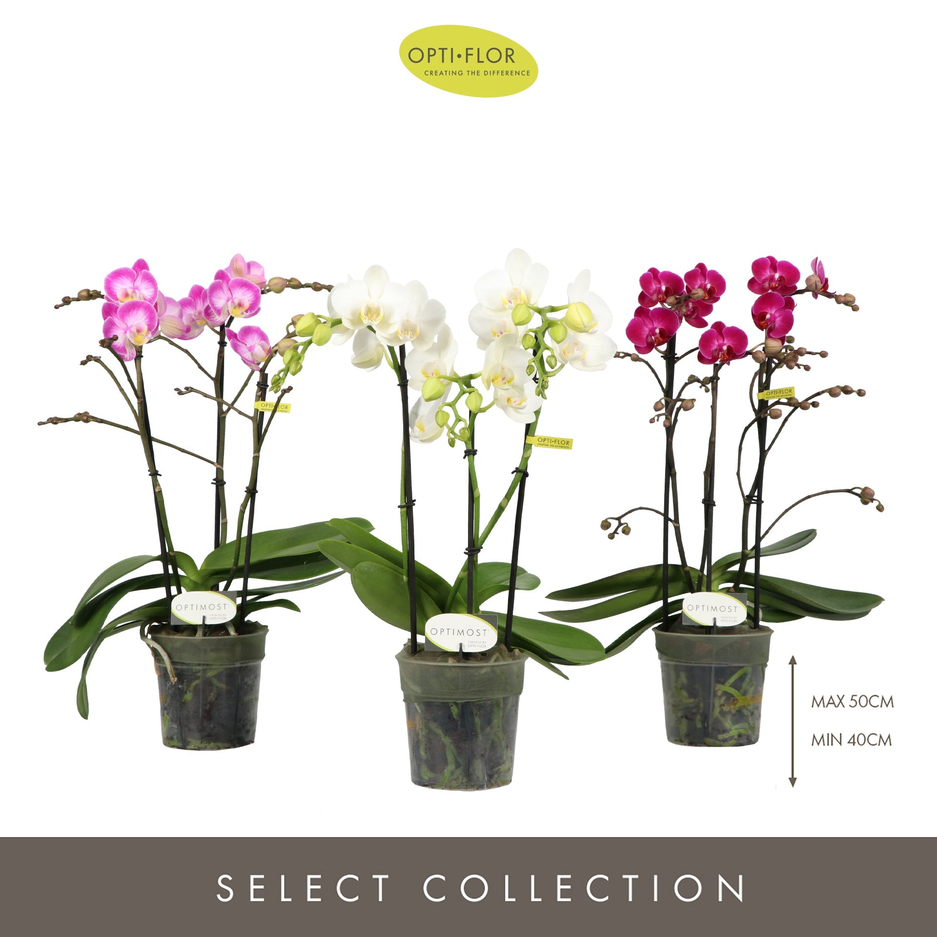 Phalaenopsis Optimost Sensual Colours 45cm 12cm Pot
