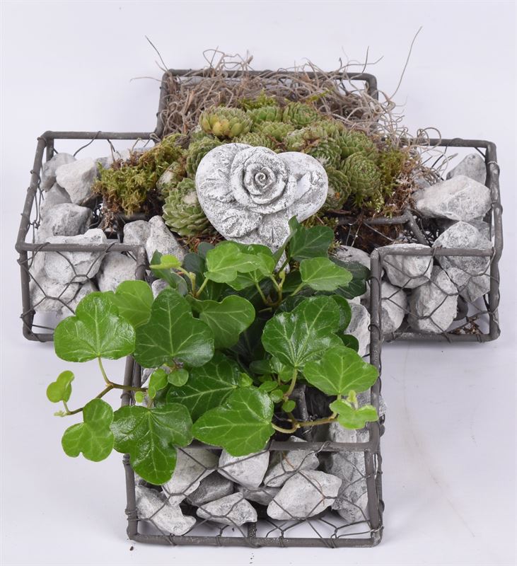 arr. JSAL-2003 30cm Pot