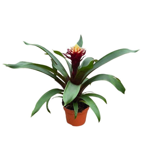 Guzmania Paulina 30cm 12cm Pot