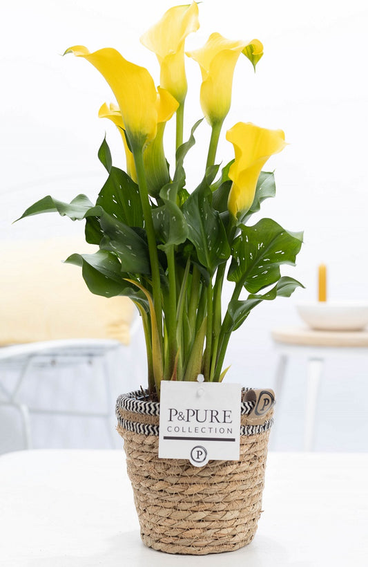 Zantedeschia Summer Sun 40cm 12cm Pot