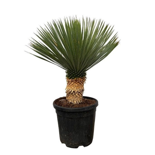 Yucca rostrata 70cm 30cm Pot