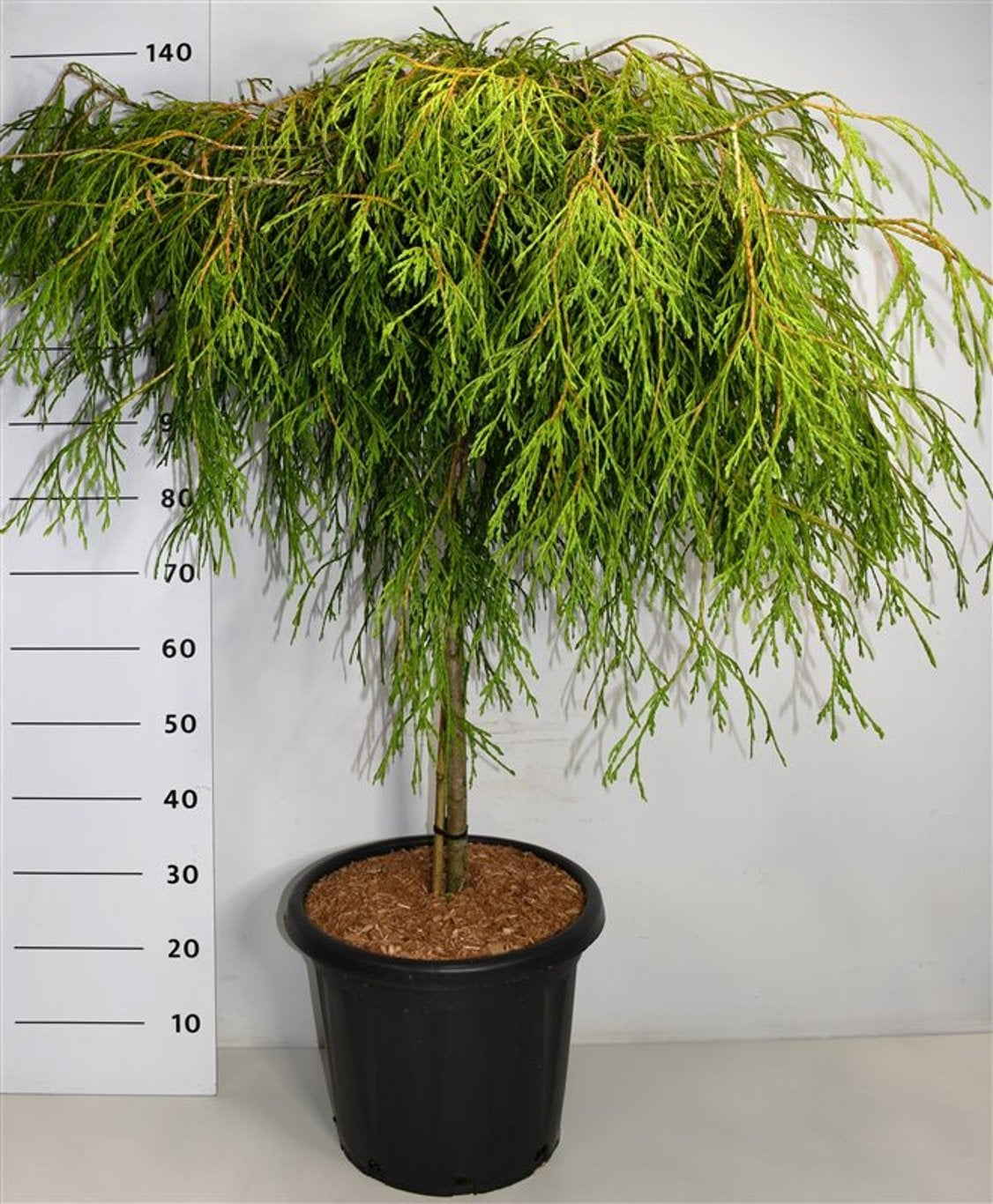 Thuja Kager's Beauty 140cm 38cm Pot