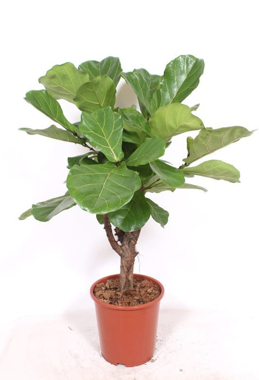 Ficus lyrata 110cm 27cm Pot