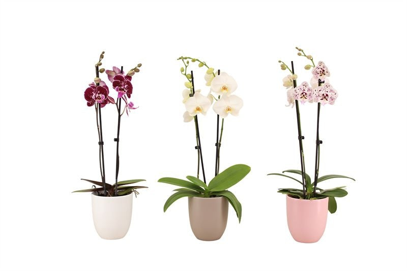 Phalaenopsis mix 60cm 12cm Pot