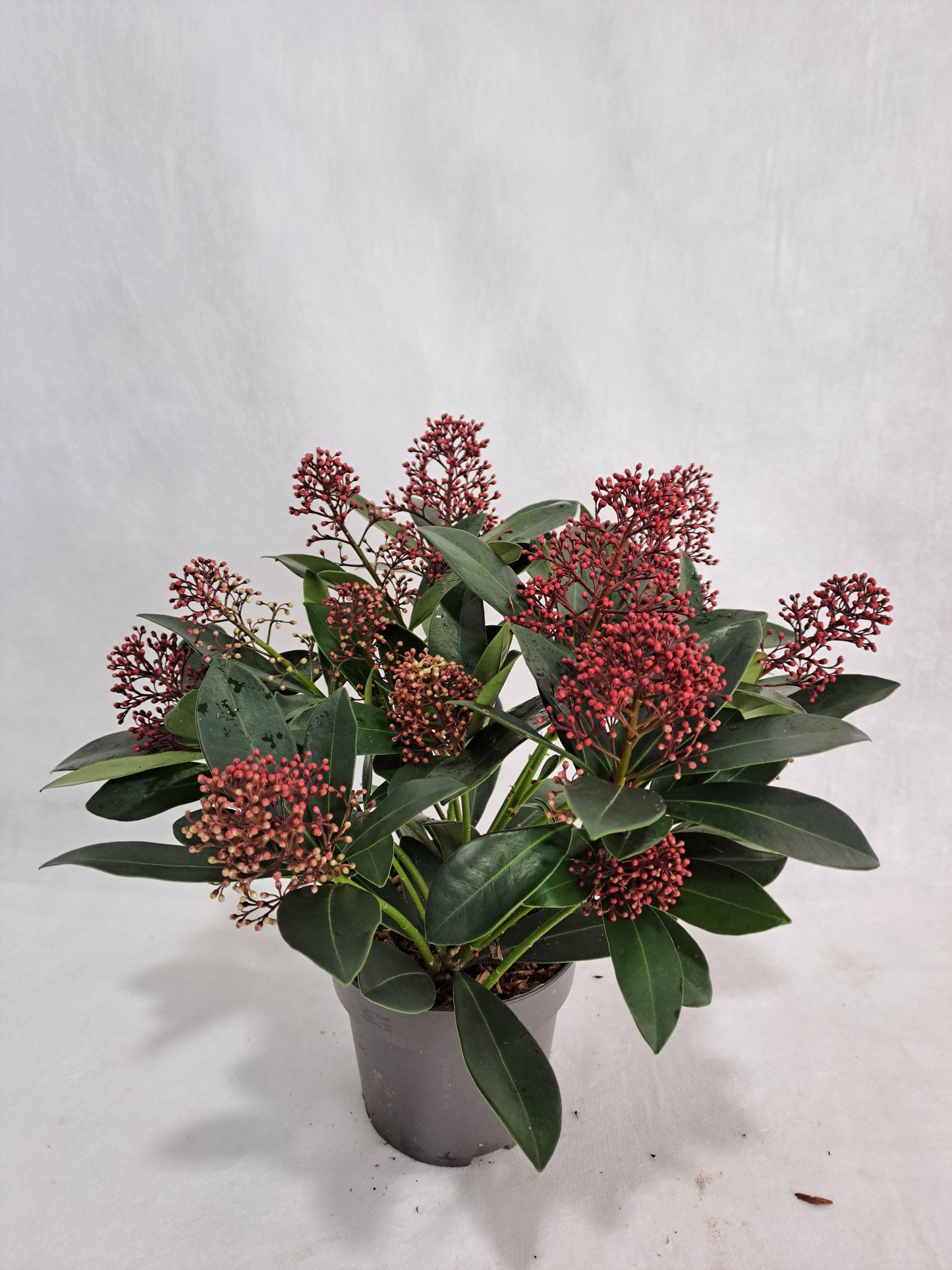 Skimmia japonica Rubella 30cm 13cm Pot