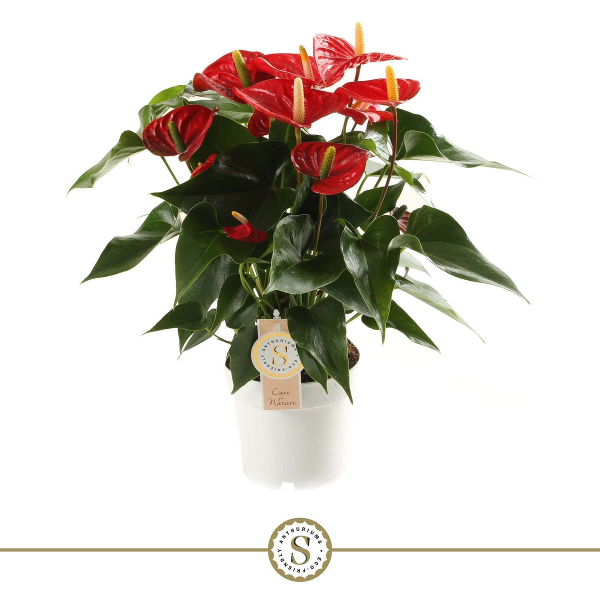 Anthurium Red Champion 50cm 14cm Pot