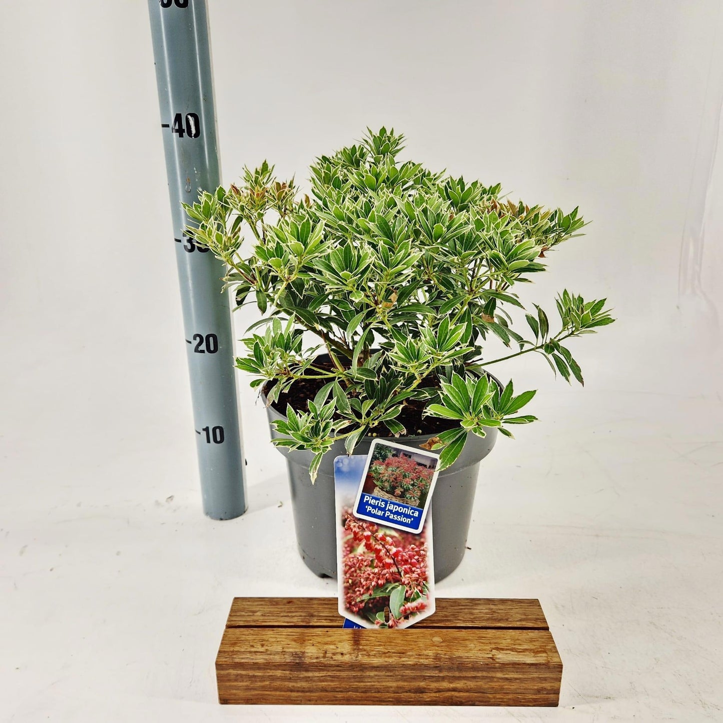 Pieris japonica Passion 35cm 23cm Pot