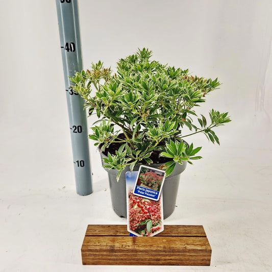 Pieris japonica Passion 35cm 23cm Pot