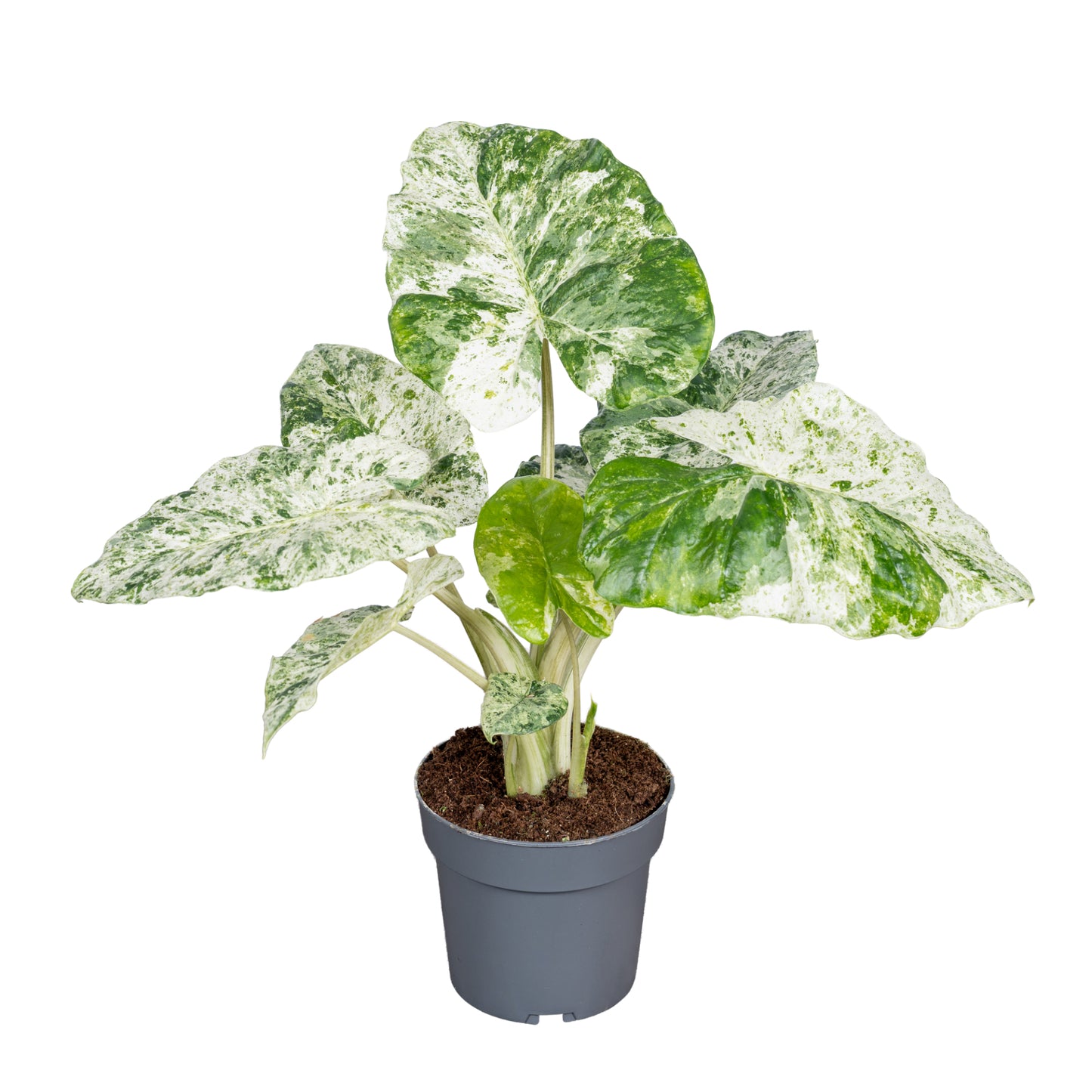 Ichtus Plants Alocasia macrorrhizos Pack of 8