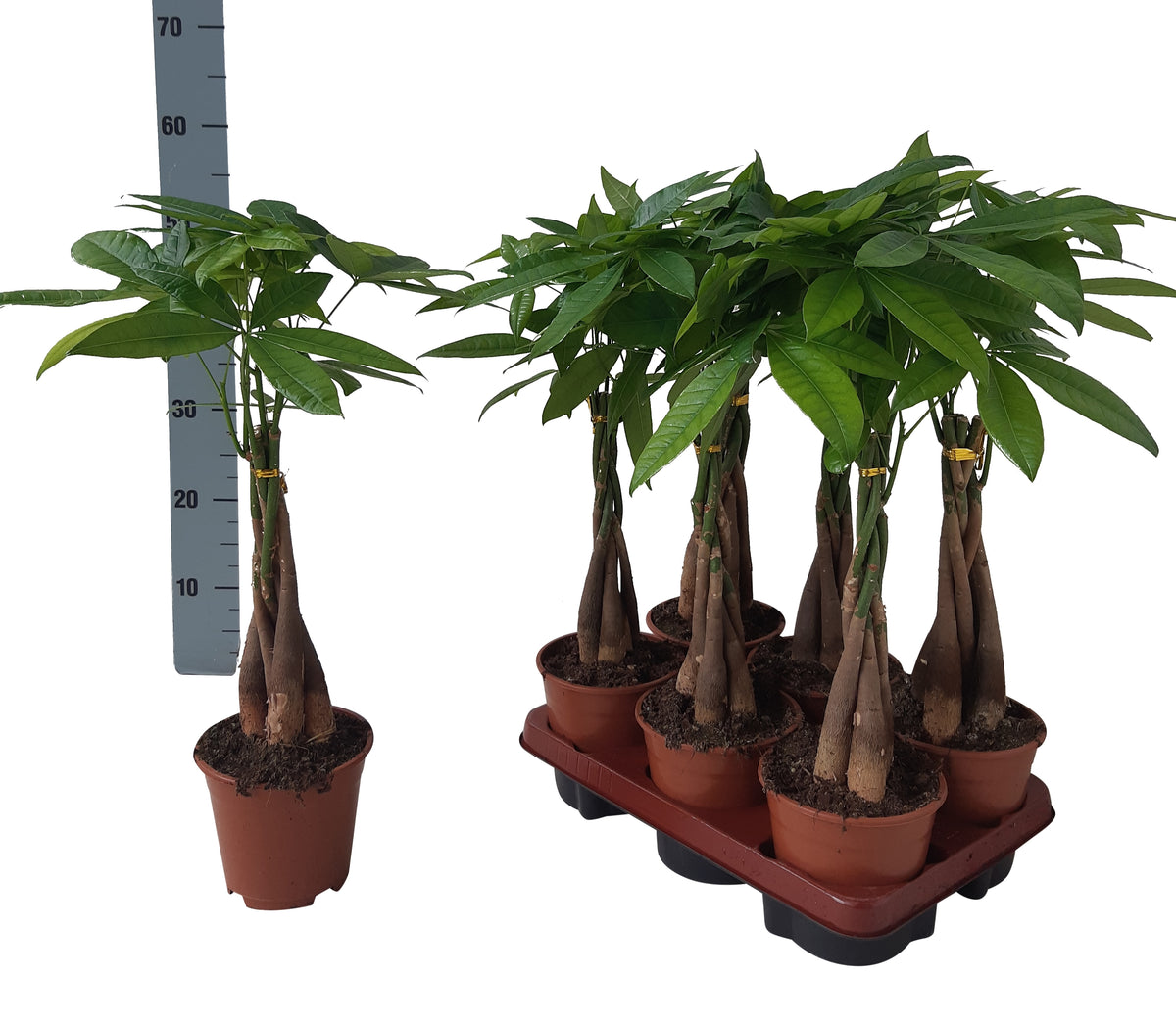 Pachira aquatica 50cm 14cm Pot