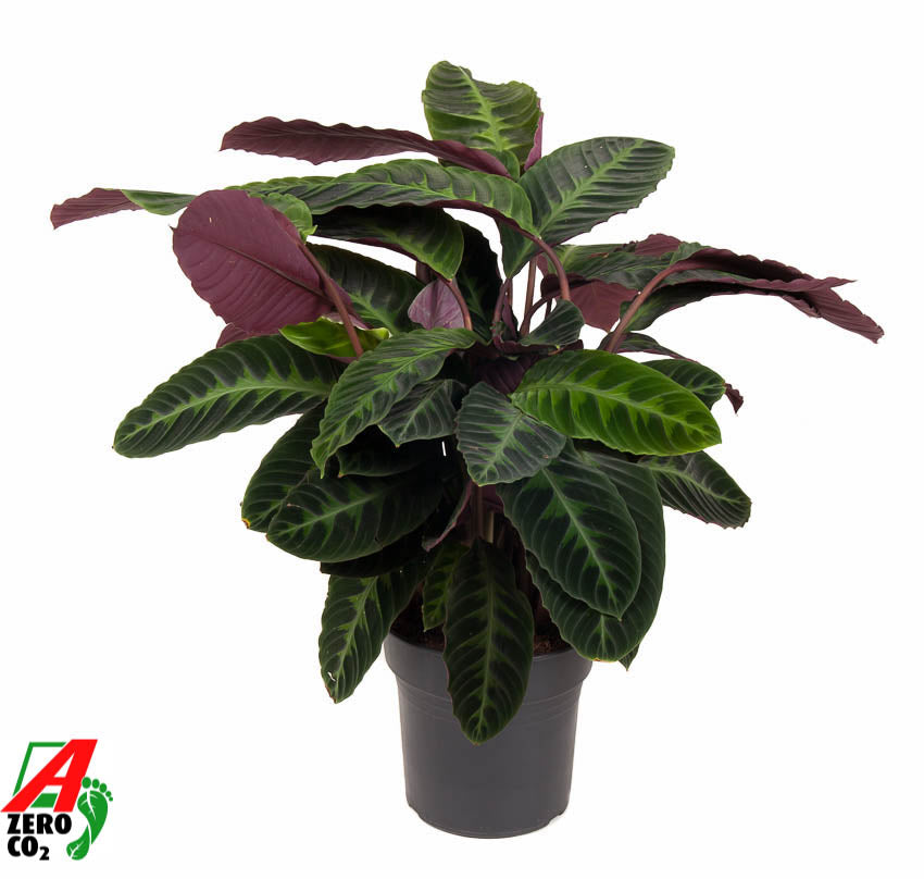 Calathea Warscewiczii 110cm 27cm Pot