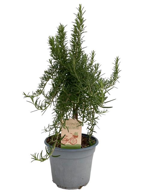 Rosmarinus officinalis Prostratus 45cm 14cm Pot