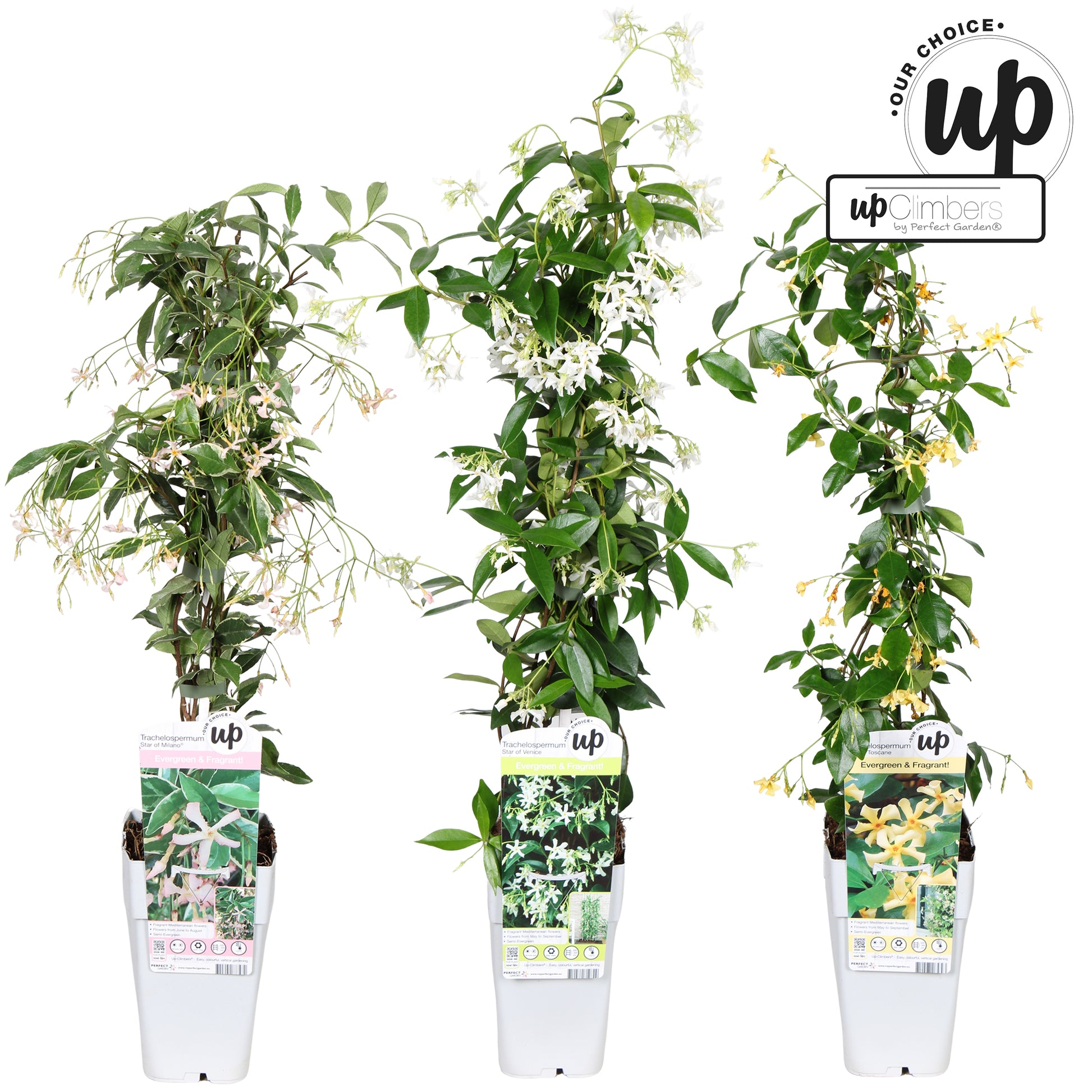 Hoogeveen Plants BV Trachelospermum jasminoides Pack of 10