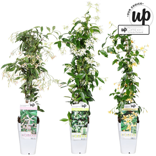 Hoogeveen Plants BV Trachelospermum jasminoides Pack of 10
