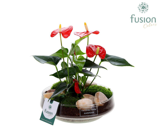 Green Bottle Iris Medium met Anthurium 29cm 19cm Pot