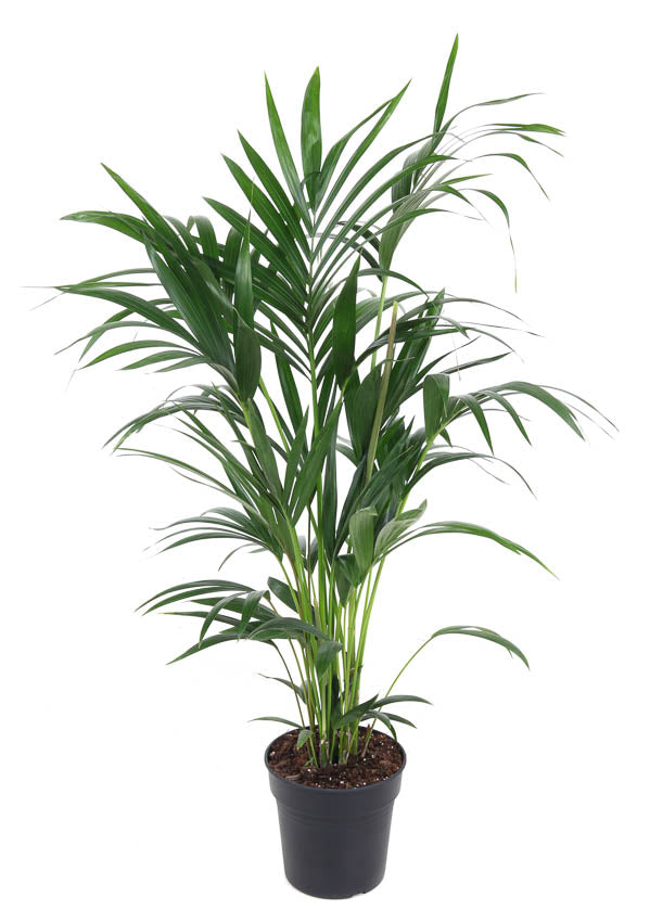 Howea forsteriana 100cm 21cm Pot