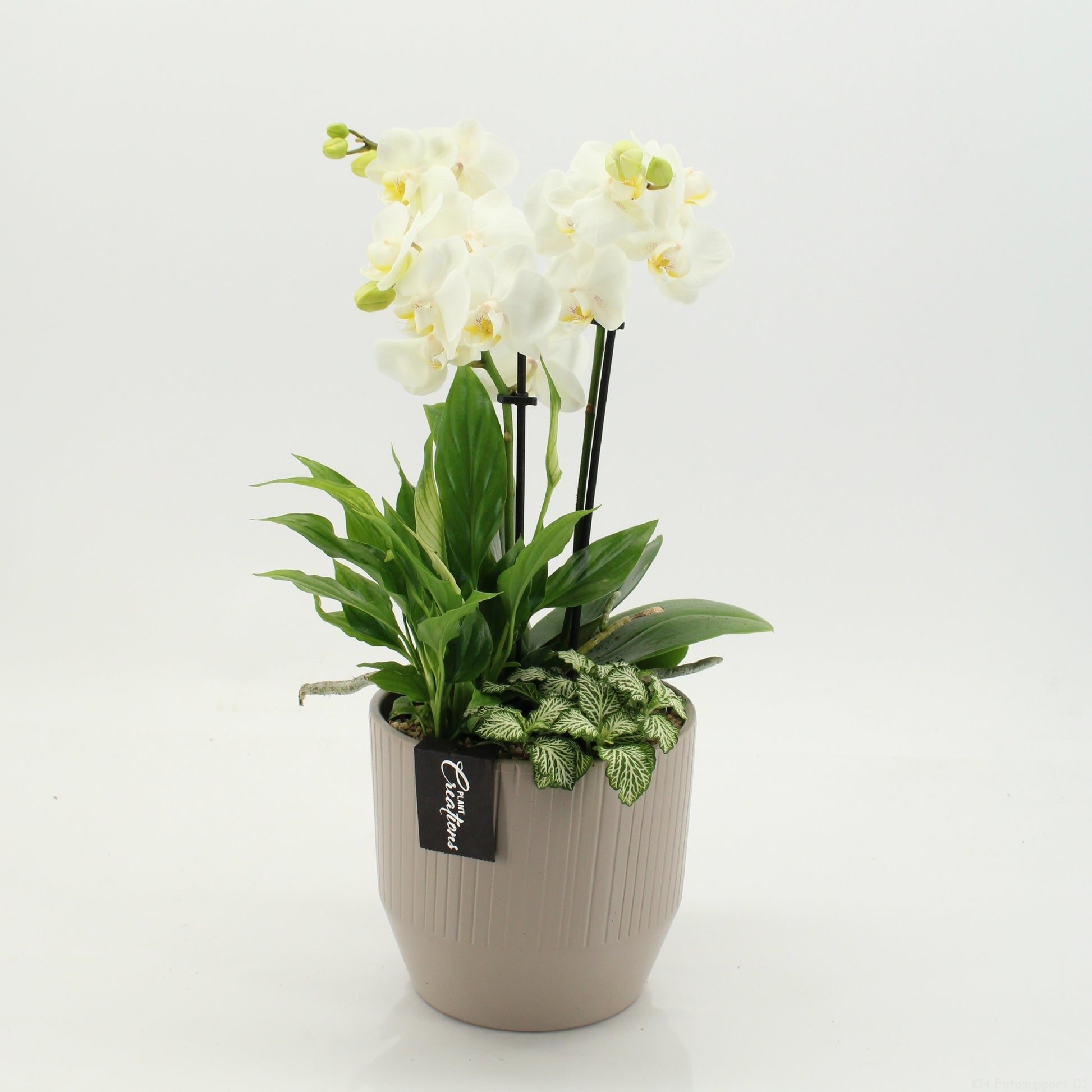 PHAL-2660W Phalaenopsis creatie 45cm 16cm Pot