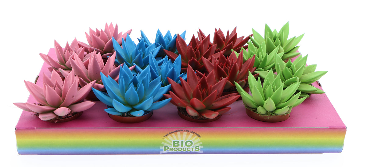 Rainbow mix 8cm 6cm Pot