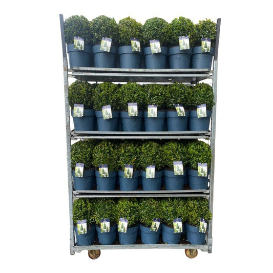Buxus sempervirens ball 45cm 23cm Pot
