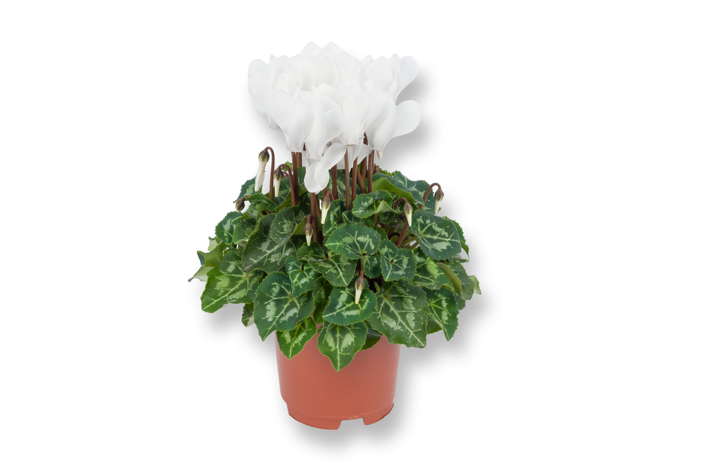 Bergcamp, kwekerij Cyclamen Compact white Pack of 8
