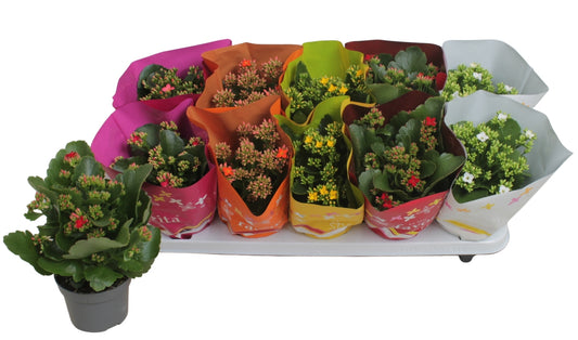 Kalanchoe mix 22cm 10.5cm Pot