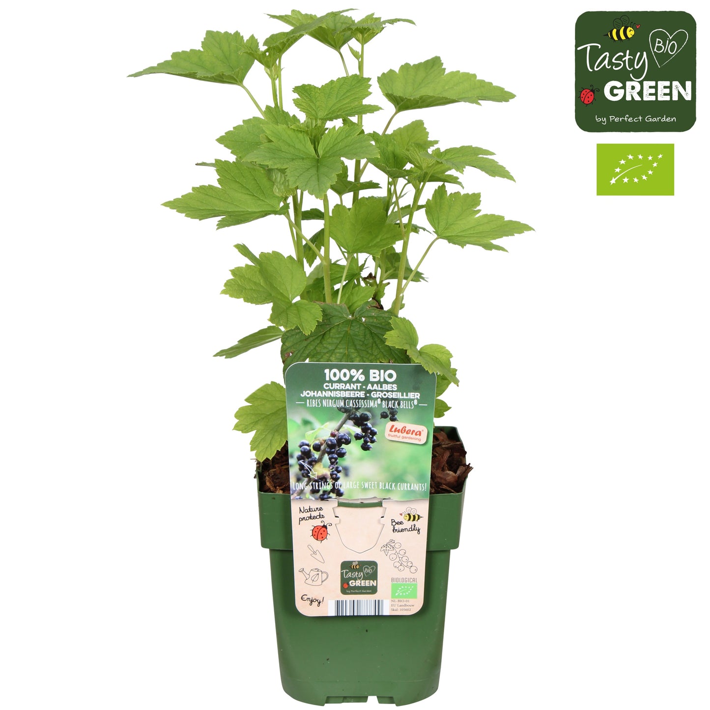 Ribes mix 30cm 13cm Pot