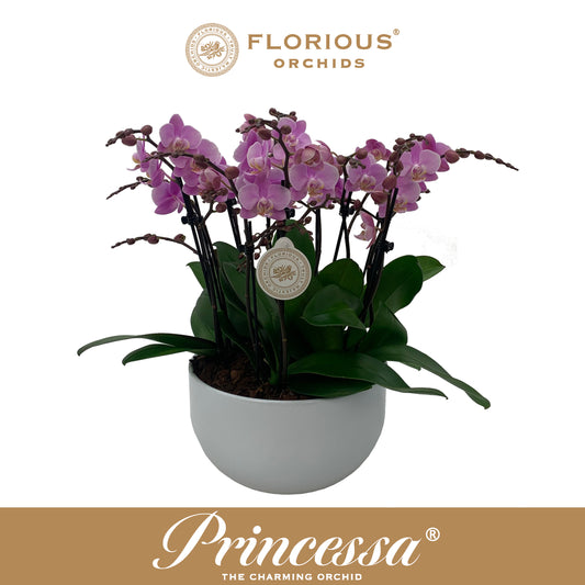 Phalaenopsis pink 45cm 25cm Pot