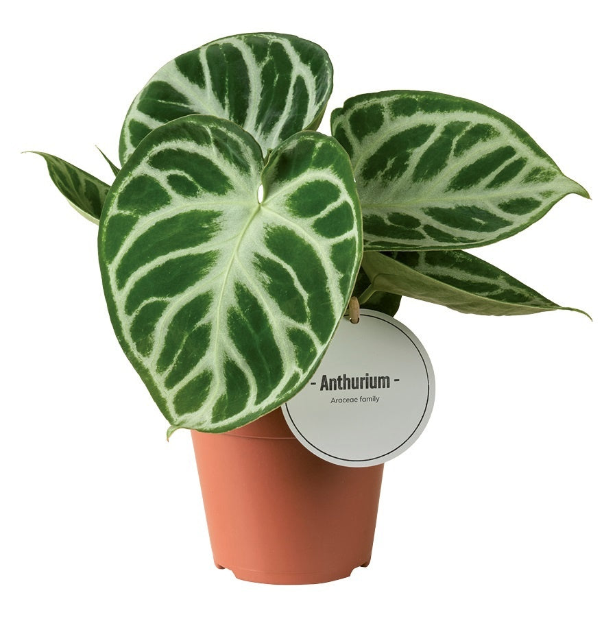Anthurium Silver Blush 25cm 12cm Pot