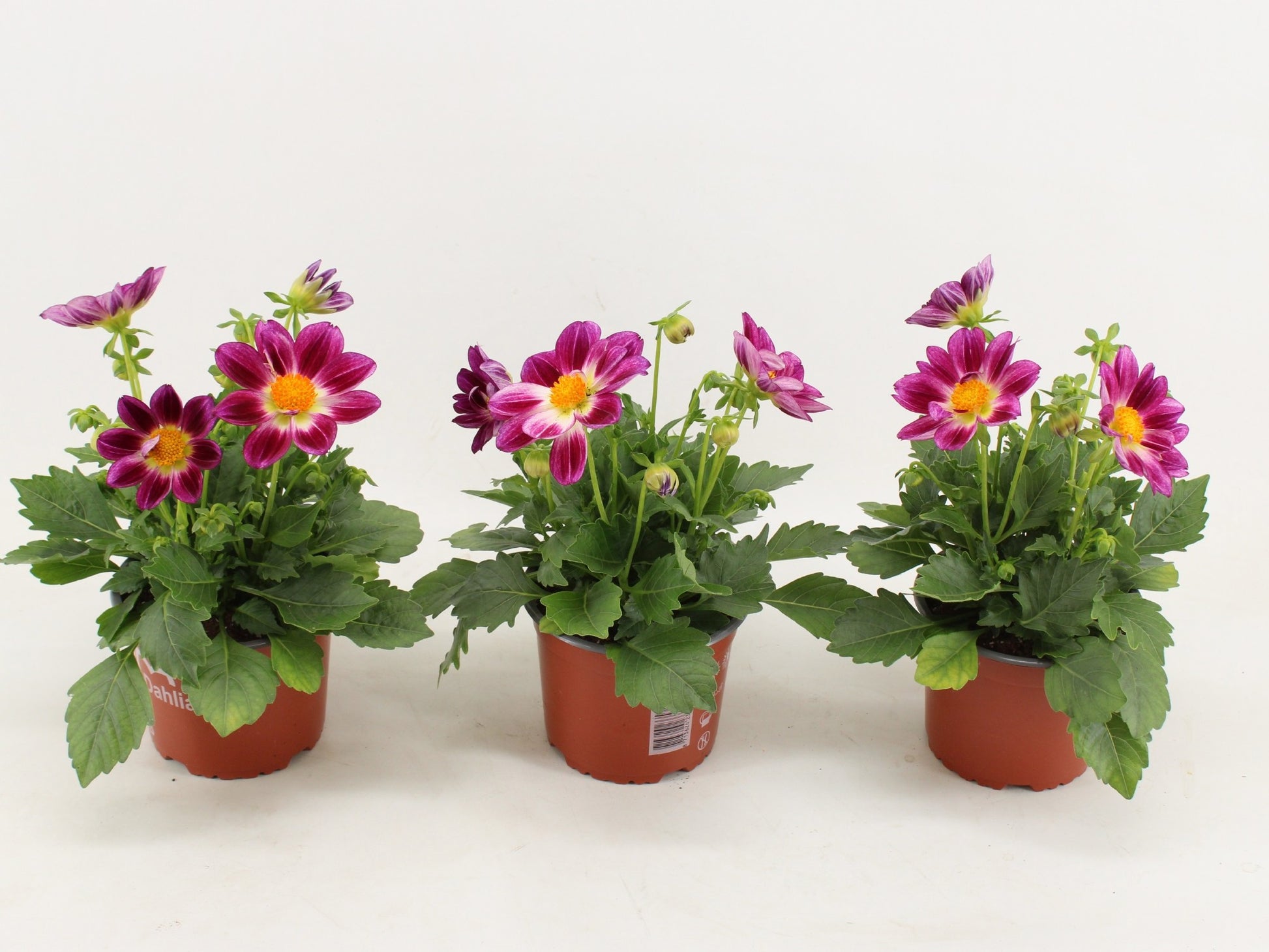 Dahlia Summerbees Purple Bicolor 35cm 15cm Pot