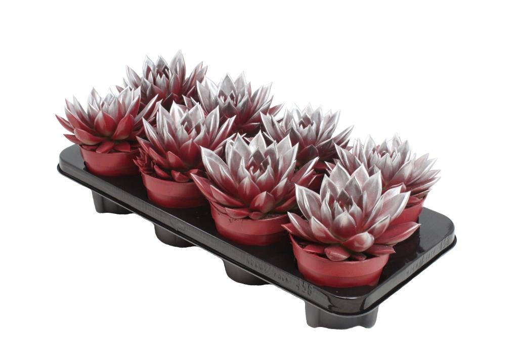 Echeveria Miranda 15cm 12cm Pot