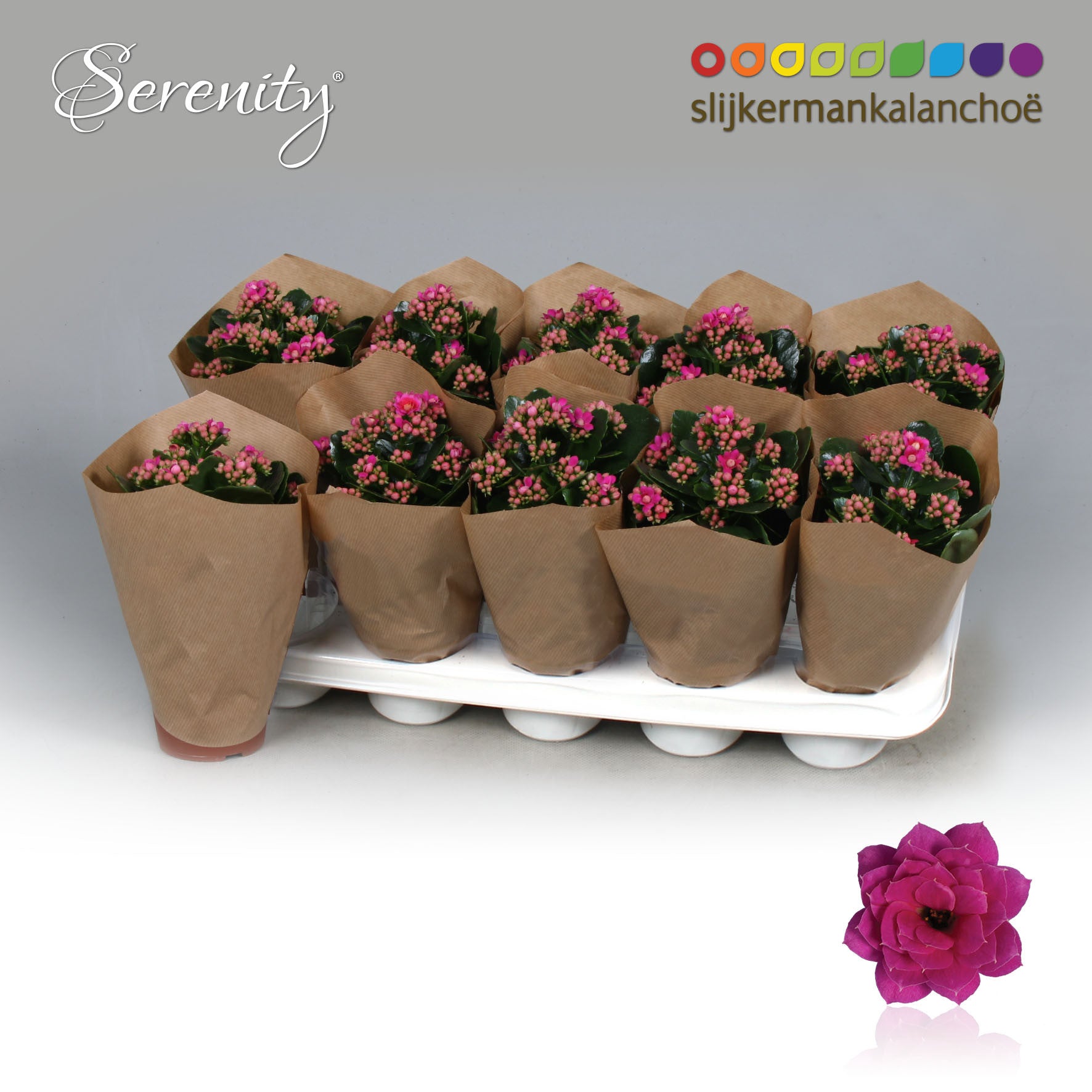 Kalanchoe Serenity Softpurple 23cm 510cm Pot