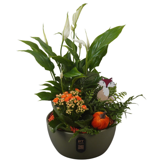 Indoor arrangement 38cm 18cm Pot