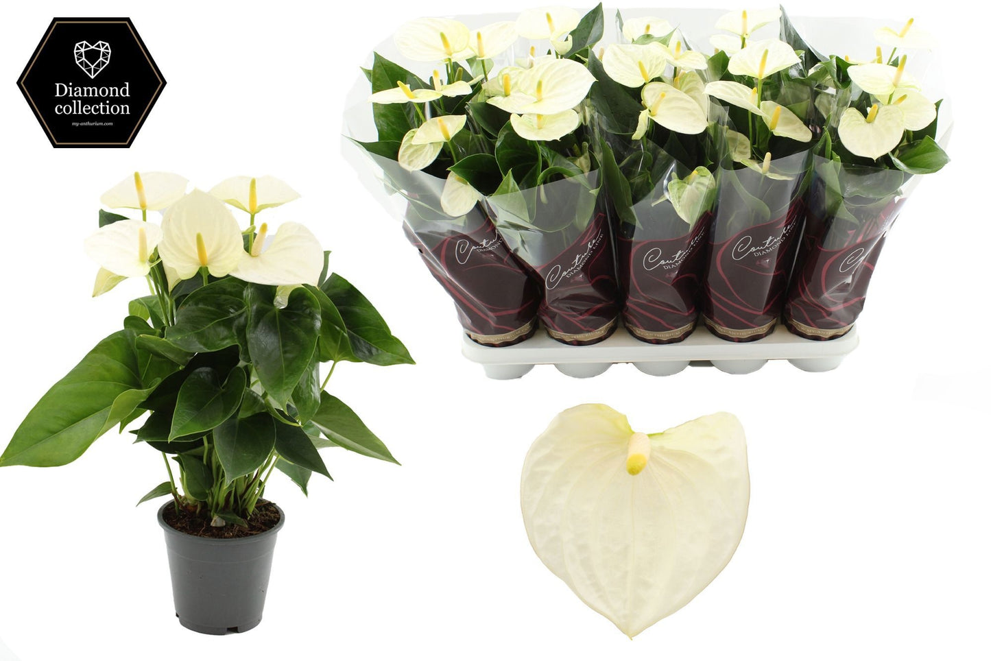 Anthurium Cocos in Christmas sleeve 40cm 12cm Pot