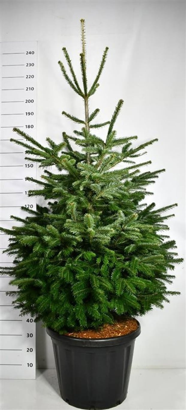 Abies nordmanniana 240cm 58cm Pot