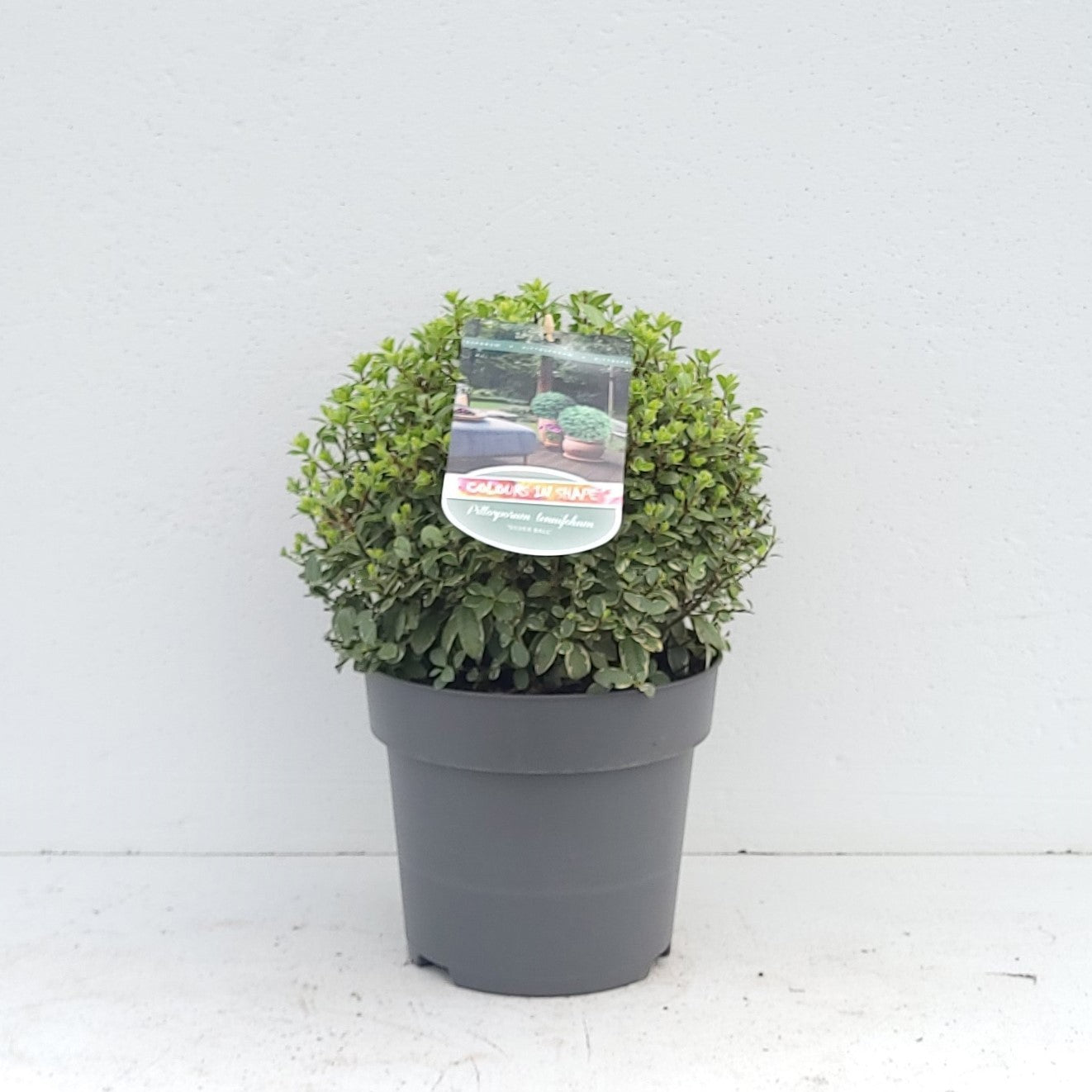 Pittosporum tenuifolium 40cm 23cm Pot