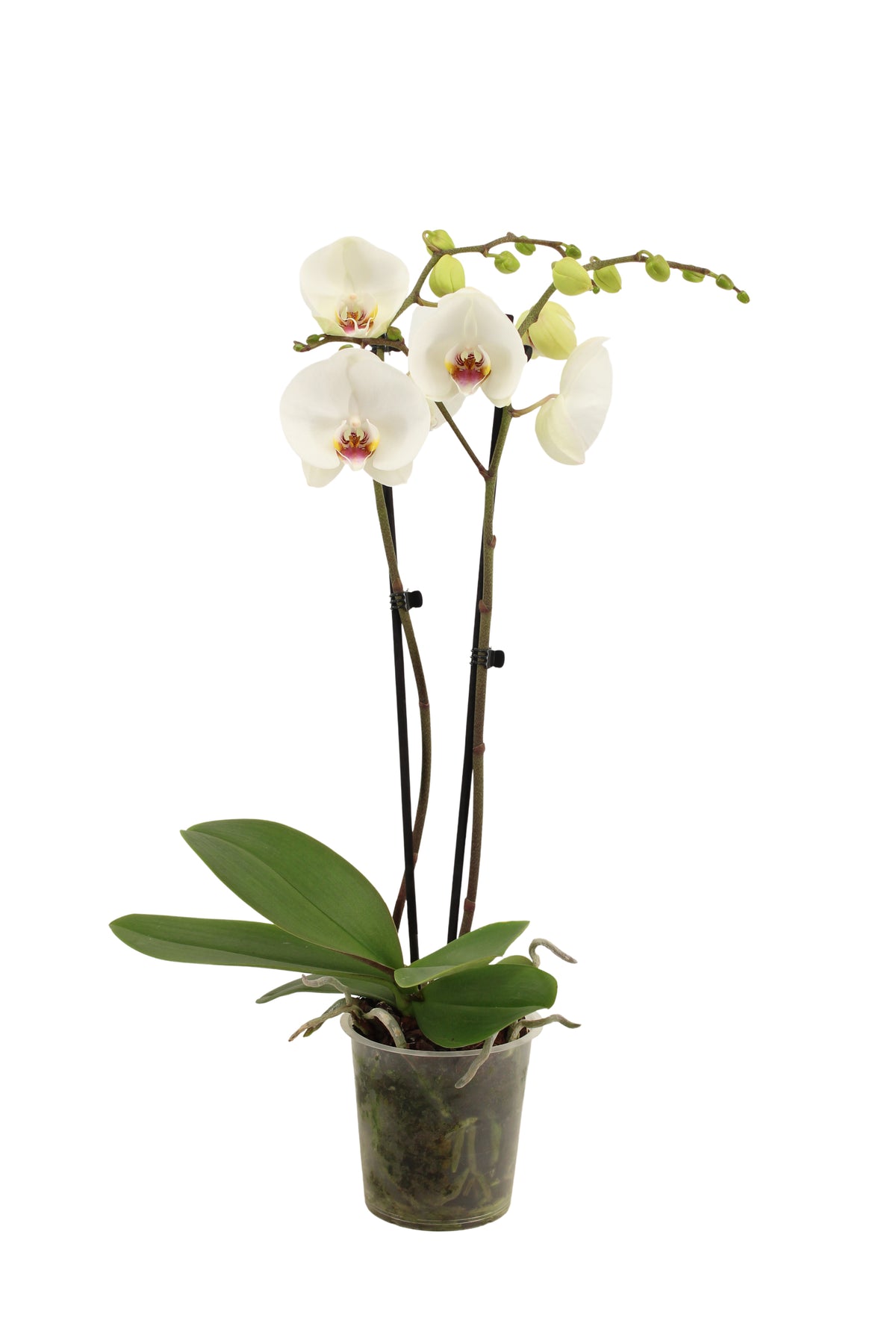 Phalaenopsis white 60cm 12cm Pot