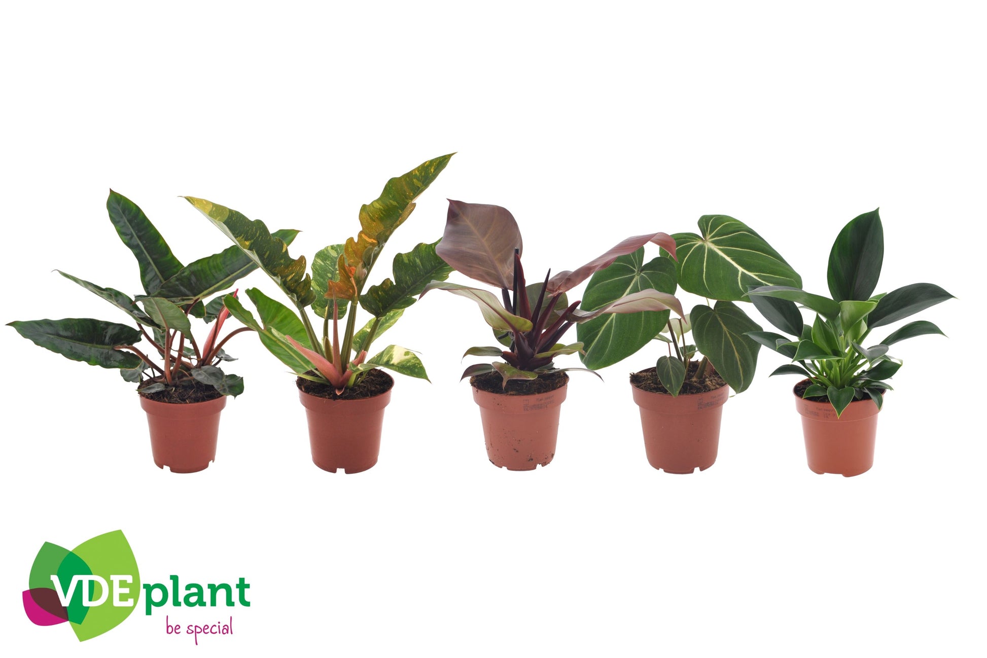VDE plant BV Philodendron exclusive mix Pack of 6