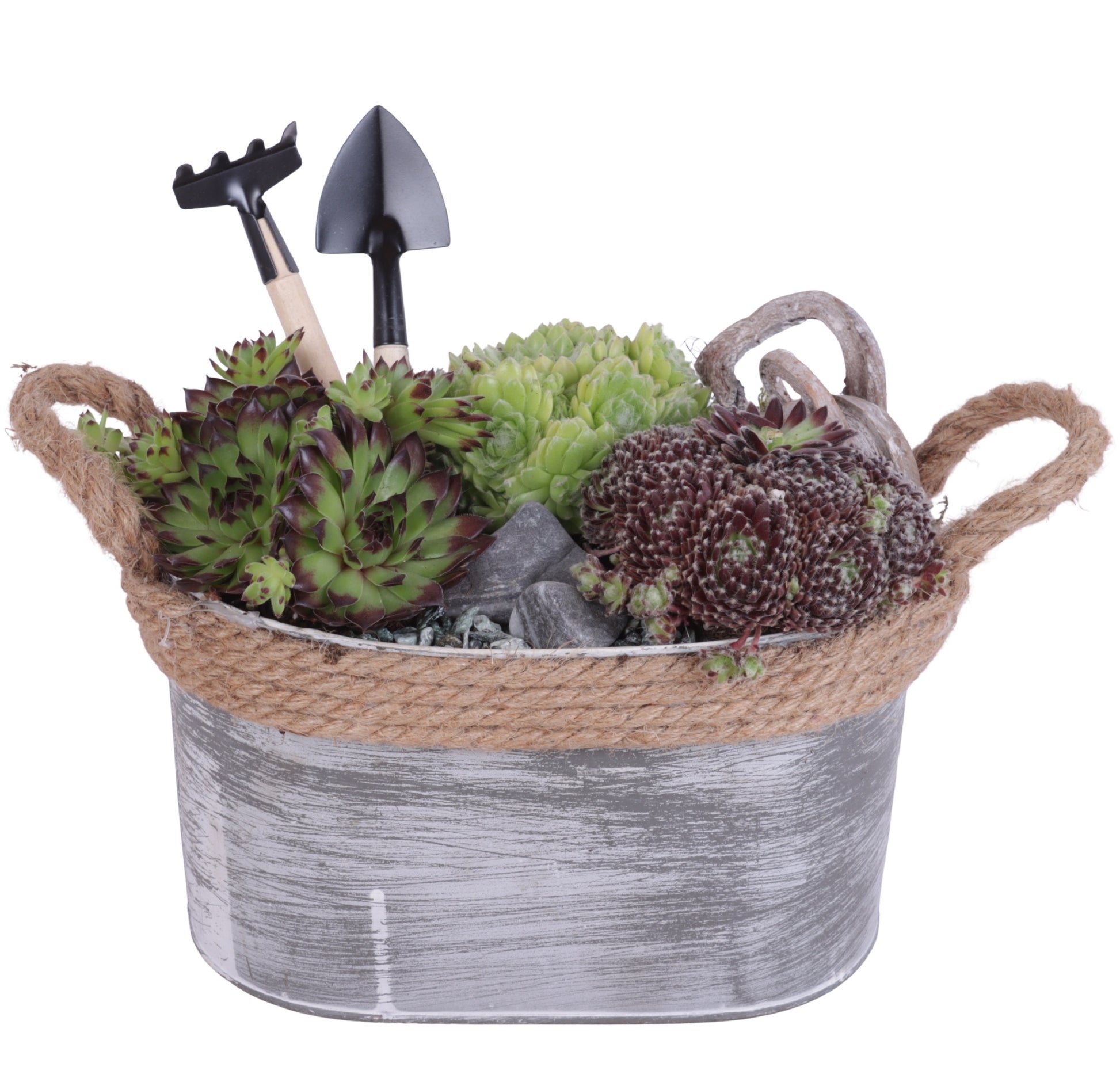 arr. Sempervivum 25cm 23cm Pot