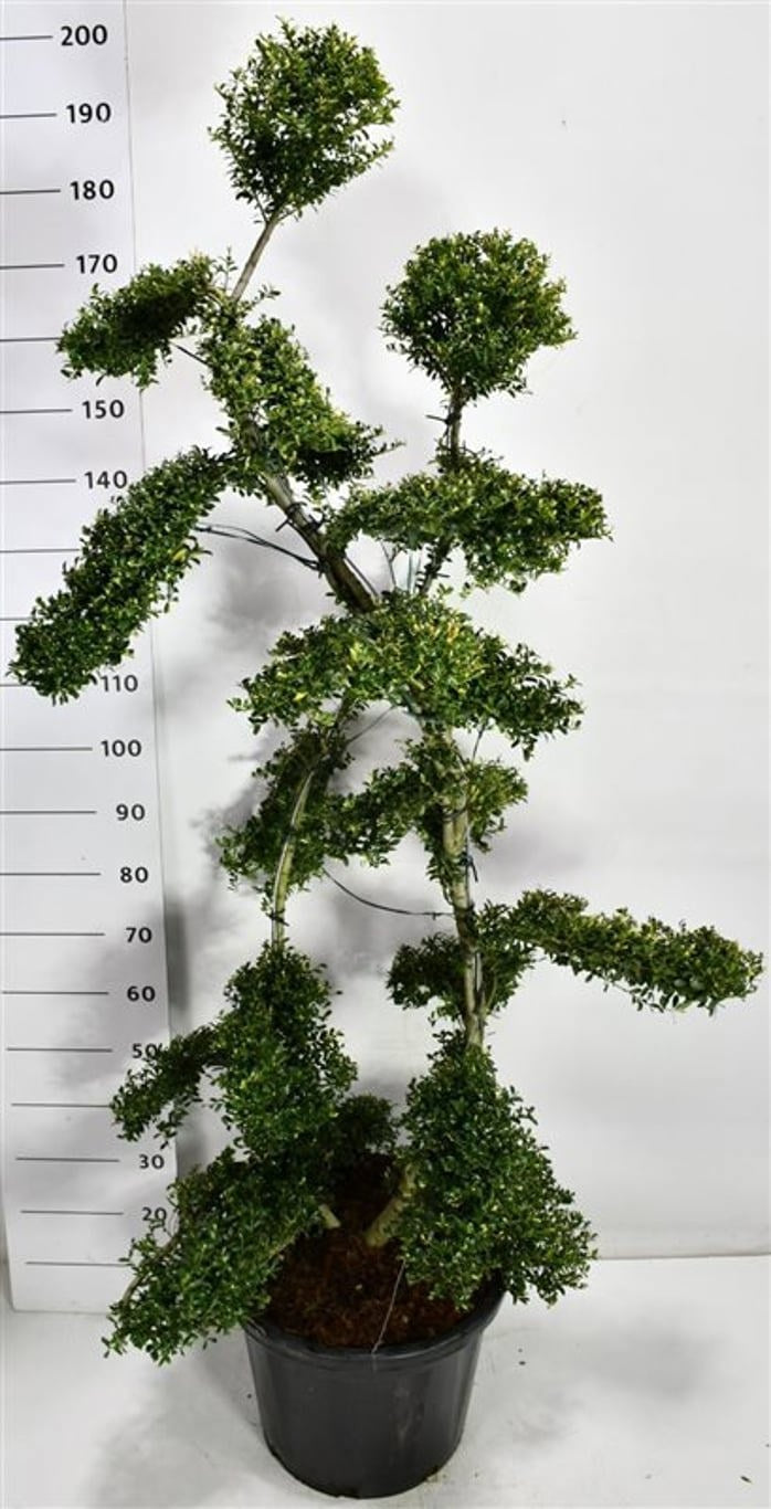 Ilex mix 200cm 40cm Pot