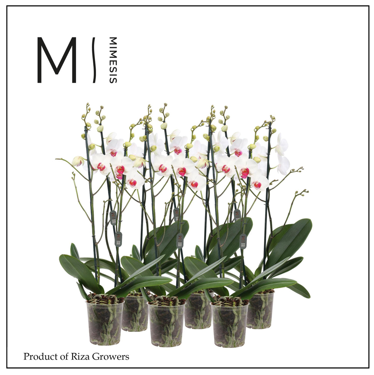 Phalaenopsis Red Lips 70cm 12cm Pot