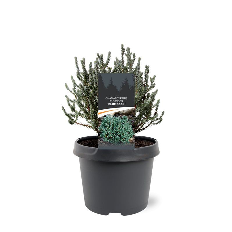 Chamaecyparis 30cm 19cm Pot